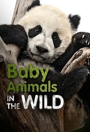 Baby Animals in the Wild' Poster