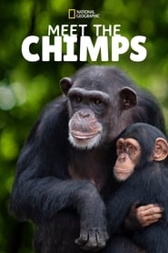 Meet the Chimps' Poster
