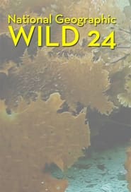 Wild 24' Poster