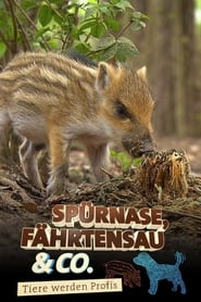 Sprnase Fhrtensau  Co' Poster