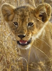 Serengeti  La grande cavalcade des animaux' Poster
