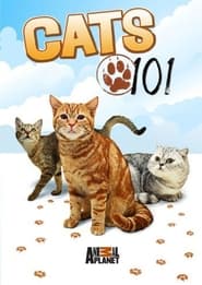 Cats 101' Poster