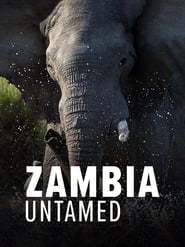 Zambia Untamed' Poster