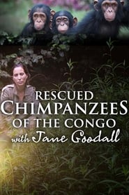 Rescued Chimpanzees of the Congo with Jane Goodall' Poster