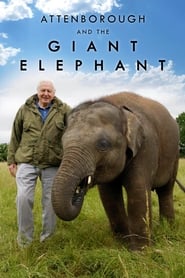 Attenborough and the Giant Elephant' Poster