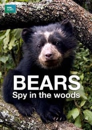 Bears Spy in the Woods