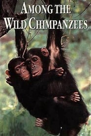 Among the Wild Chimpanzees' Poster