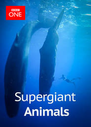 Supergiant Animals' Poster