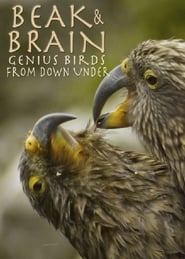Streaming sources forBeak  Brain  Genius Birds from Down Under