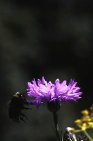 Die Geschichte der Blumenwiese' Poster