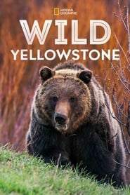 Wild Yellowstone' Poster
