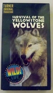 Survival of the Yellowstone Wolves' Poster