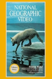 National Geographic White Wolf' Poster