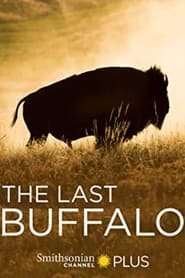 The Last Buffalo' Poster