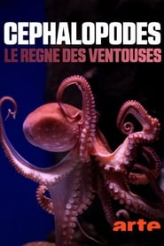 Cphalopodes le rgne des ventouses' Poster