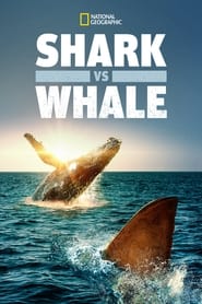 Shark vs Whale' Poster