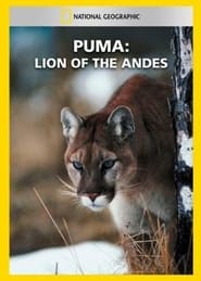 Puma Lion of the Andes' Poster