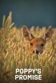 Poppys Promise Secret Life in a Cornfield' Poster