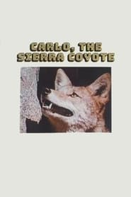 Carlo the Sierra Coyote' Poster