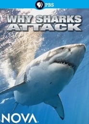 Why Sharks Attack' Poster