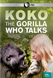 Koko The Gorilla Who Talks to People' Poster
