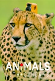 Animals with Cameras' Poster