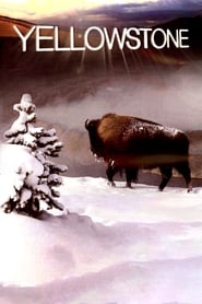 Yellowstone' Poster
