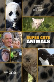 Super Cute Animals' Poster