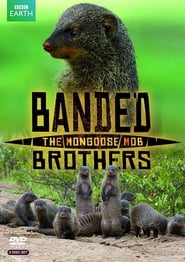 Banded Brothers' Poster