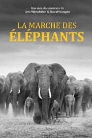 Elephants Up Close' Poster