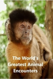Worlds Greatest Animal Encounters' Poster