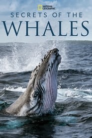 Secrets of the Whales' Poster
