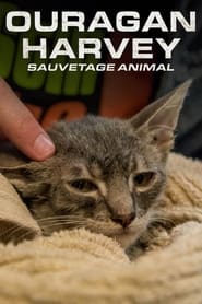 Surviving Harvey Animals After the Storm' Poster