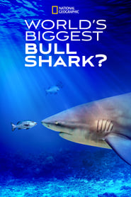 Worlds Biggest Bull Shark' Poster