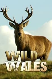 Wild Wales' Poster