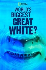 Worlds Biggest Great White Shark' Poster