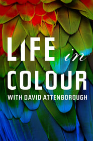 Life in Colour Poster