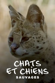 Chats et chiens sauvages' Poster