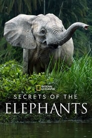 Secrets of the Elephants' Poster