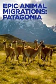 Epic Animal Migrations Patagonia' Poster