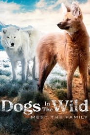 Dogs in the Wild' Poster