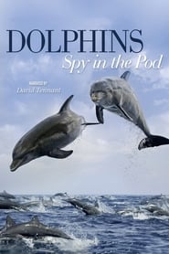 Dolphins Spy in the Pod' Poster