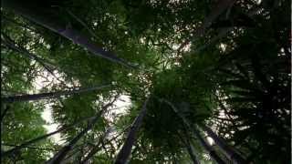 LOST Opening Scene 1x01  Bamboo Forest