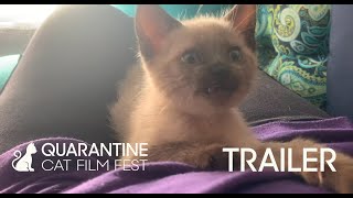 QUARANTINE CAT FILM FESTIVAL Official Trailer 1 2020