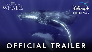 Secrets of the Whales  Official Trailer  Disney