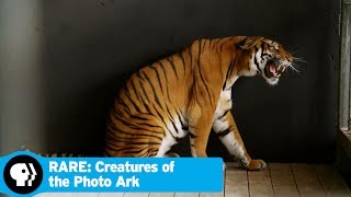 RARE CREATURES OF THE PHOTO ARK  Creature Clip South China Tiger  PBS