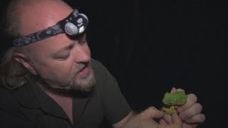 Wallaces Flying Frog  Bill Baileys Jungle Hero  Episode 1  BBC Two