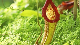 Carnivorous Plants  The Private Life of Plants  David Attenborough  Wildlife  BBC Studios