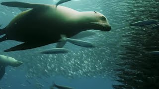 Sardine Feeding Frenzy with Sharks Penguins and More  The Hunt  BBC Earth
