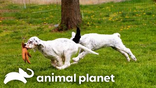 An English Setter Teaches Her Puppies How To Hunt Pheasants  Too Cute  Animal Planet